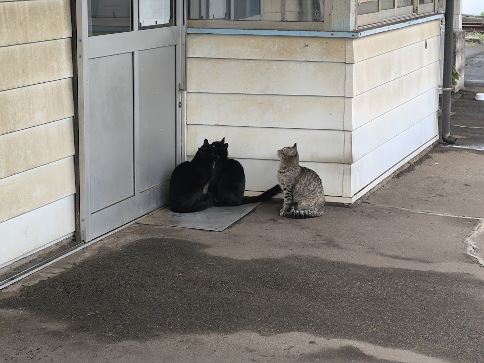 たびら平戸口駅のホームにネコが3匹いた